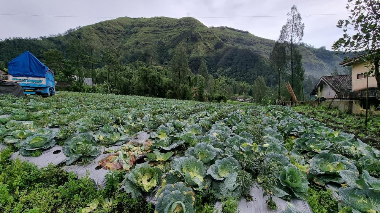 Arum Bromo Villas Ngadisari Kültér fotó